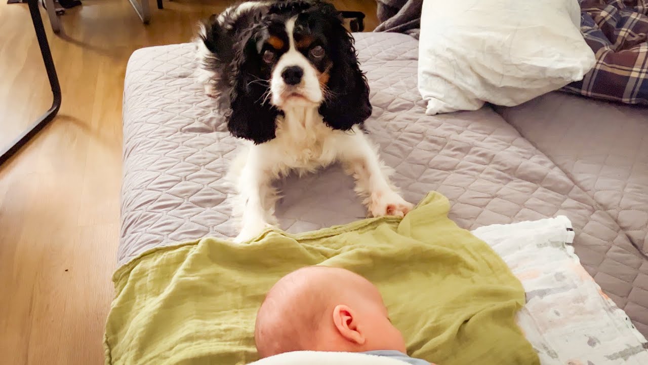 Life with Cavalier and a Baby