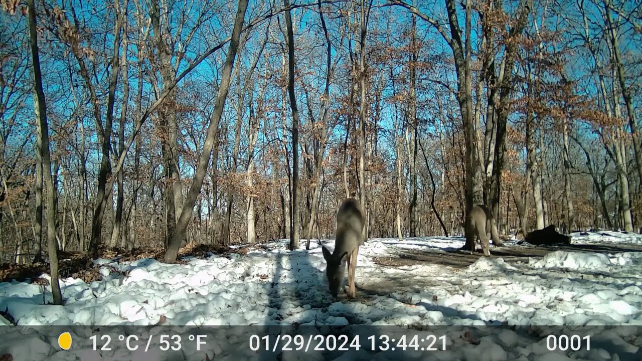 The Deer 2304
