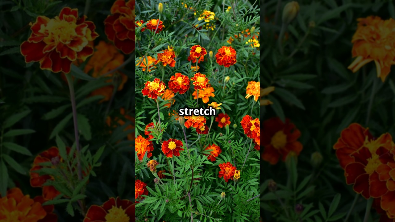 Ultimate Marigold Flower Preparation Guide for Stunning Results!