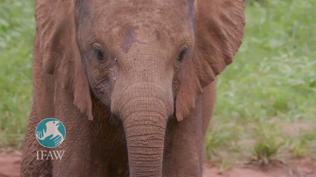 Help Orphans like Njanji by Supporting tenBoma