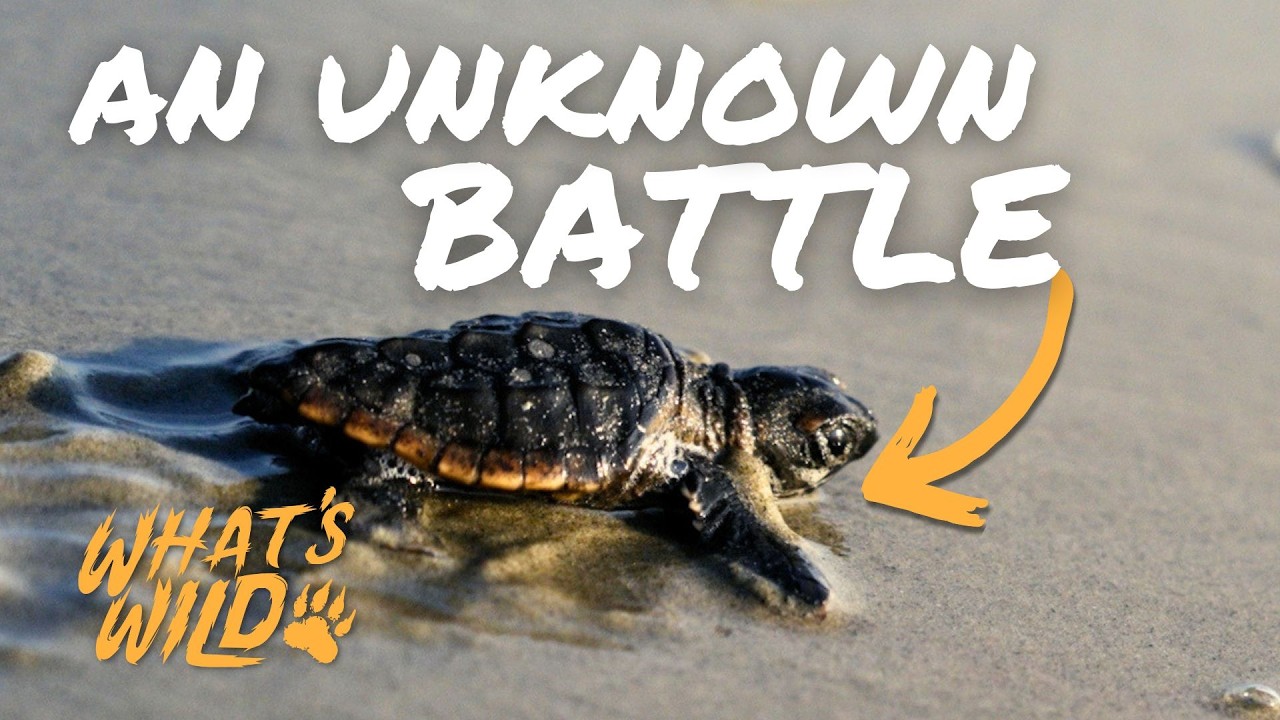 Loggerhead Sea Turtle | What's Wild