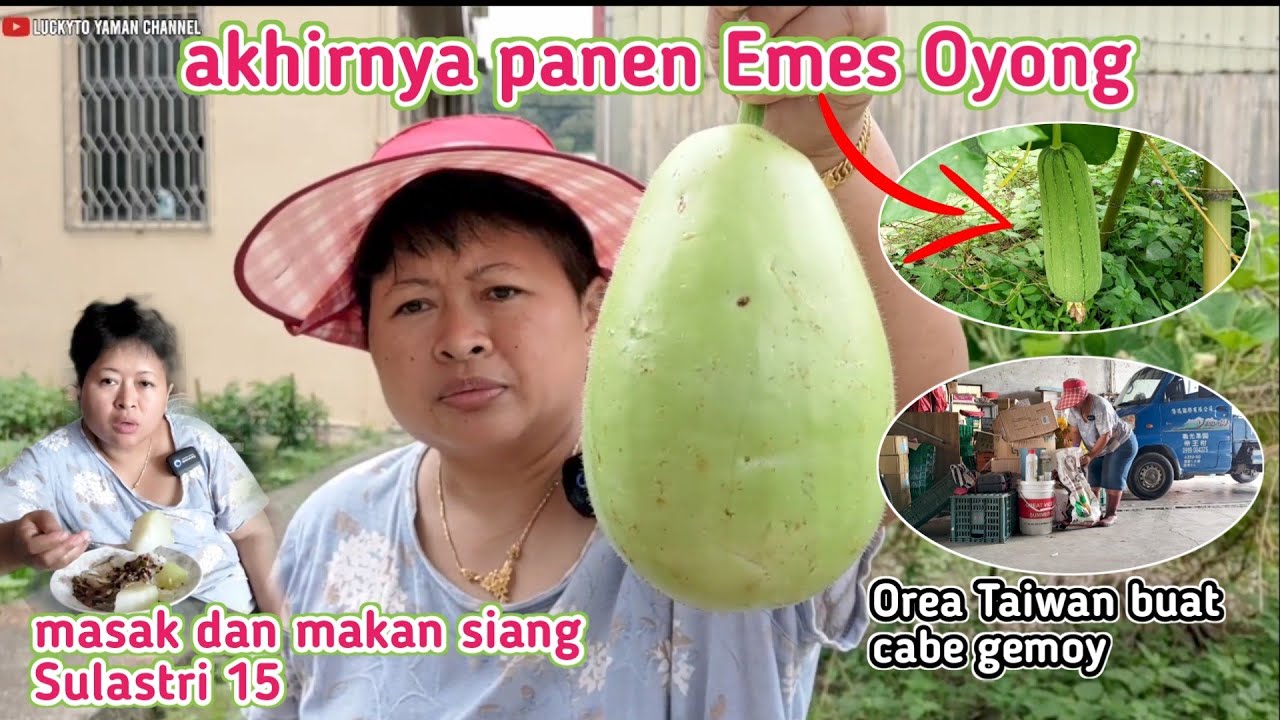 Akhirnya panen Emes Oyong‼️ Masak dan Makan Siang Sulastri 15.