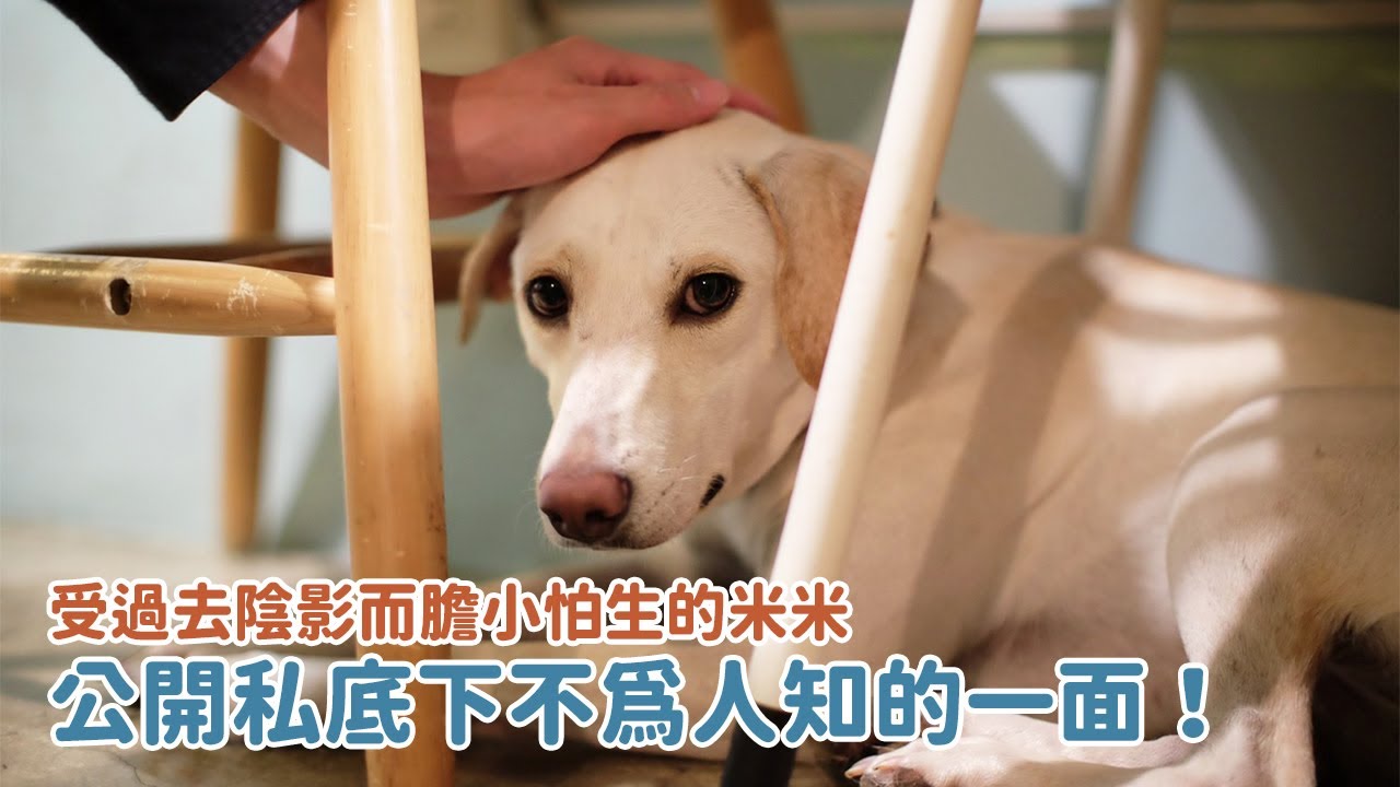 受過去陰影而膽小怕生的米米，公開私底下不為人知的一面！｜等一個家