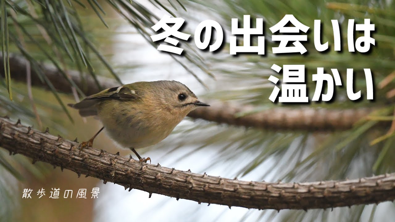 《ゆるい自然観察Vlog183》この冬に会いたかった野鳥を探しました