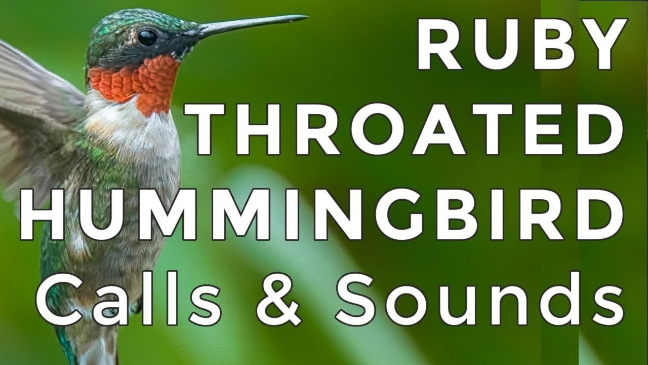 Ruby-throated Hummingbird Calls and Sounds (2025) - The TWO noises these birds make!