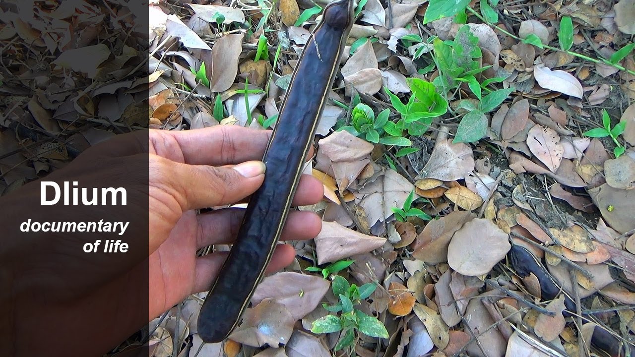 Rain tree (Albizia saman) - part 1