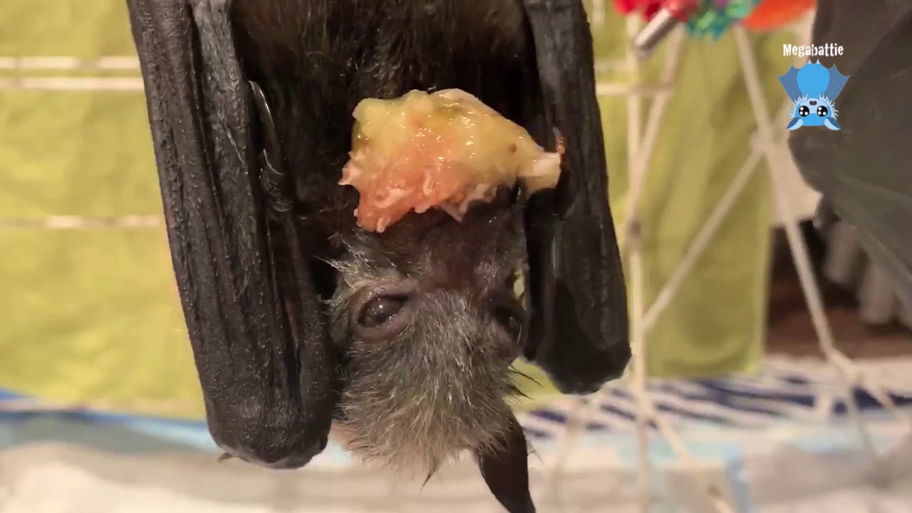 Baby bats on the airer:  Piccolo and Baldrick without Fussbudget