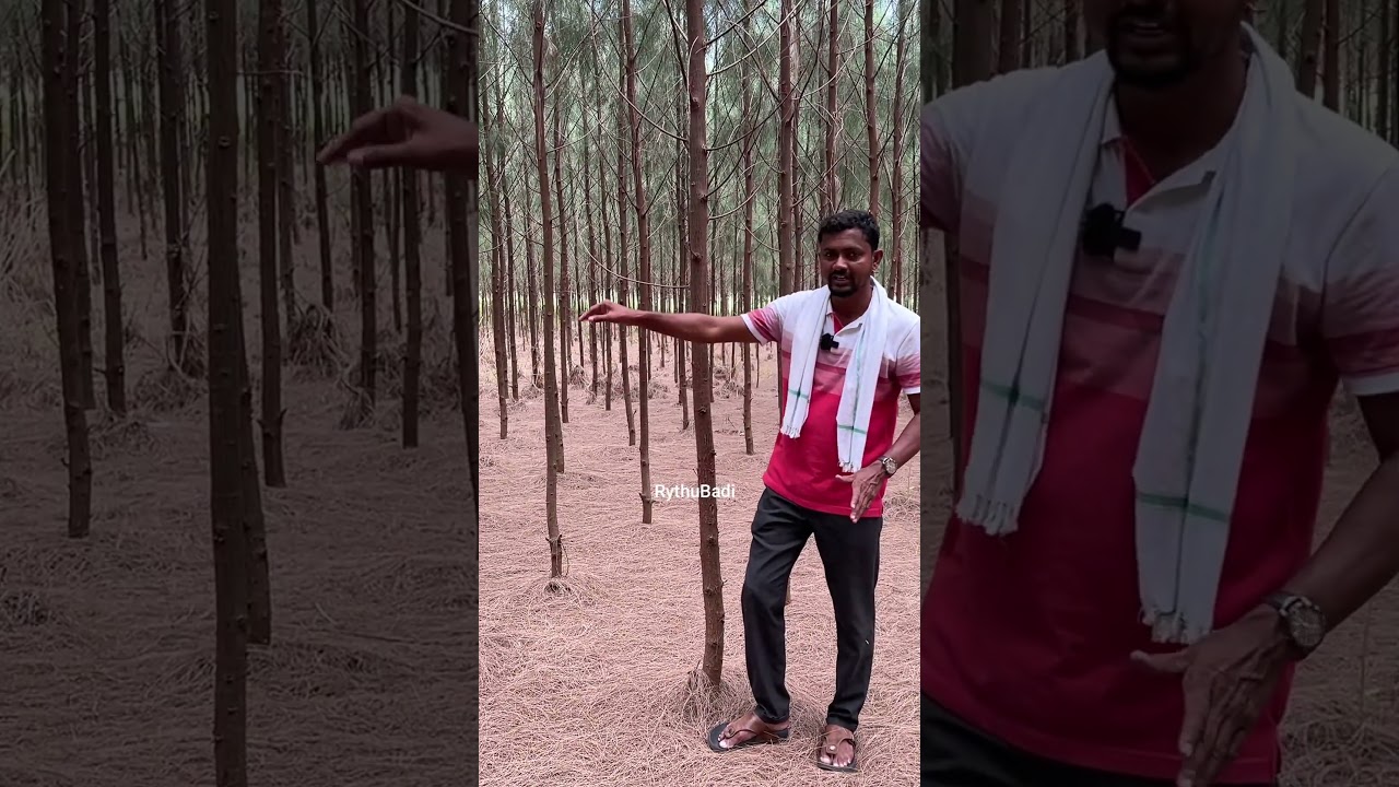 సవక/సరుగుడు/సర్వి సాగు | రైతు బడి #shorts
