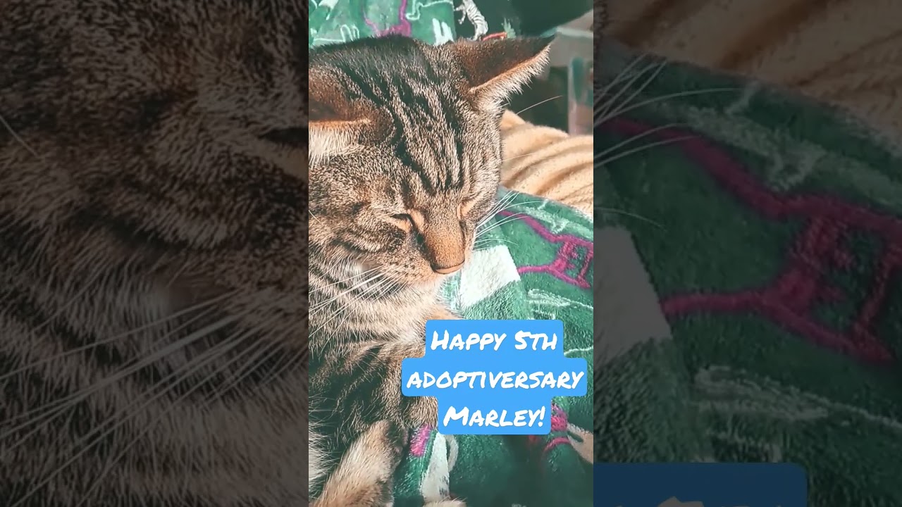 Happy 5th Adoptiversary to my little assistant and mischief maker! We ❤️  you Marley! 