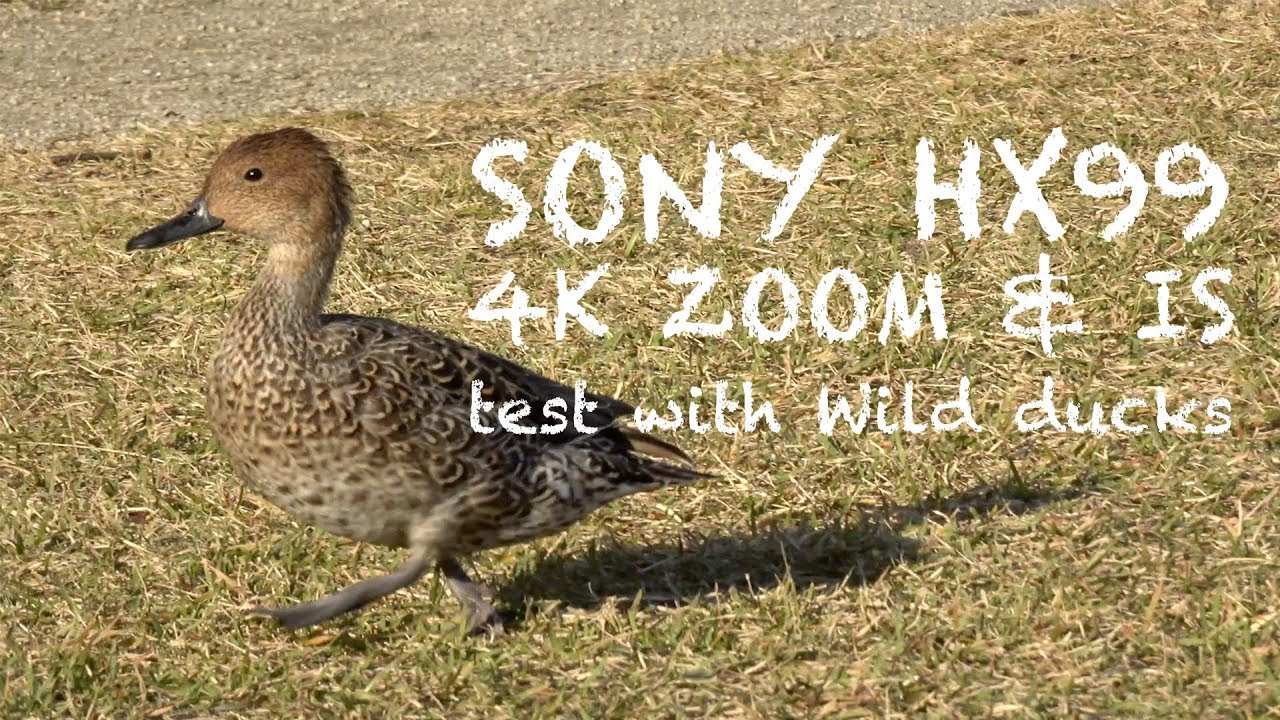 SONY HX99 | 4K ZOOM & IS test with Wild ducks
