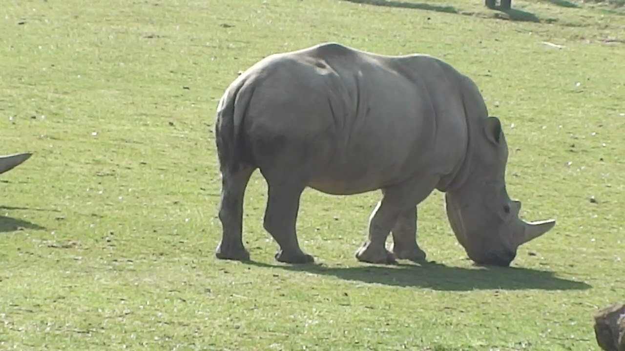 #rhino