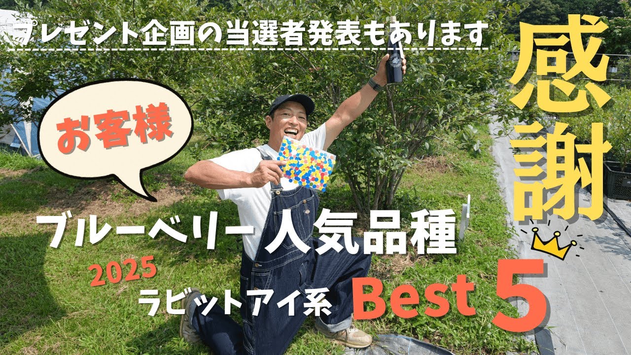 【人気品種ランキング】ブルーベリー狩りのお客様に一番人気の品種はこれ！プレゼント企画の当選発表もあります