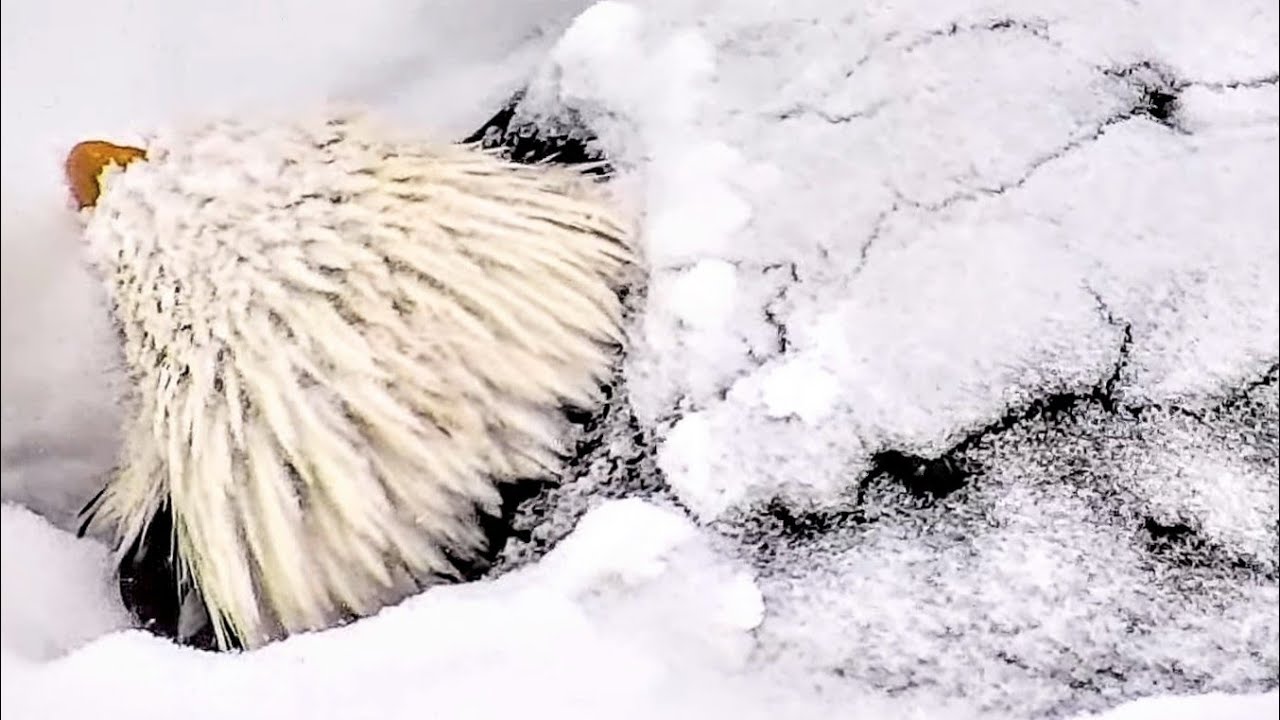31.01. 2 eggs ☀️ ☀️❄️❄️ Johnson city ETSU live. Mom in snow. DAD is Below nest. Nice whole AREA look