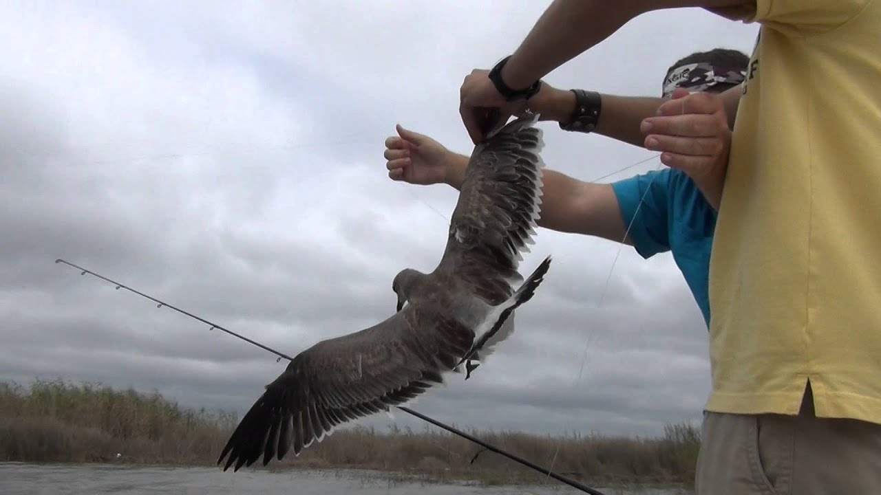 Caught a bird while fishing