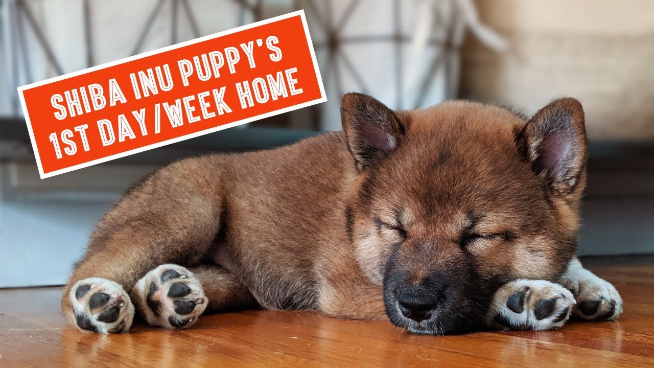Shiba Inu Puppy's First Day / Week Home | 柴犬