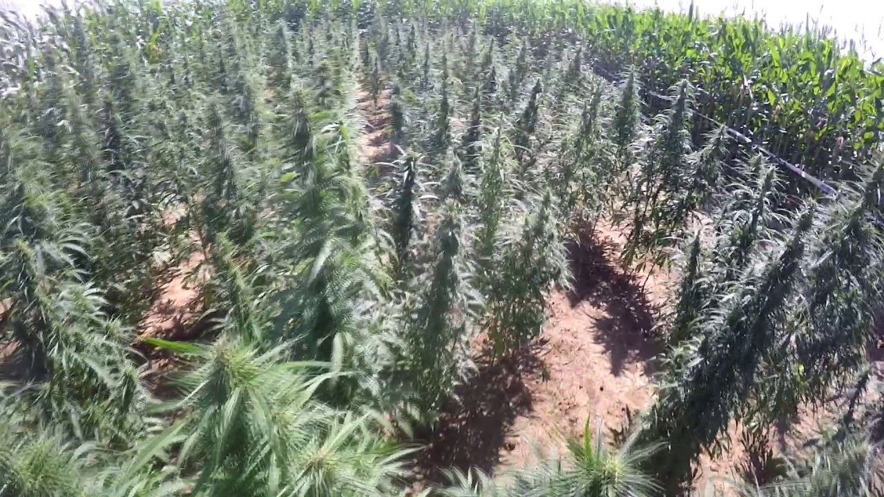 CBD Grow 2017 - Finola Flowering - Switzerland