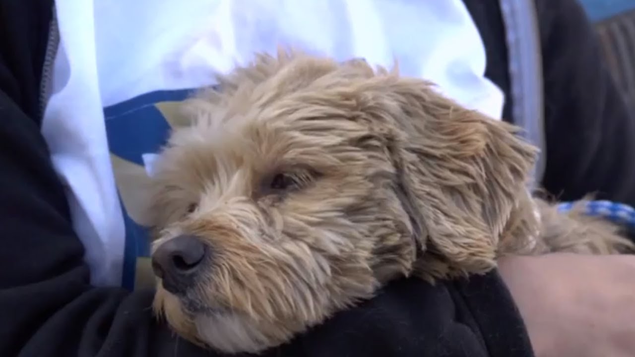 Photographers Find Forever Homes for Dogs