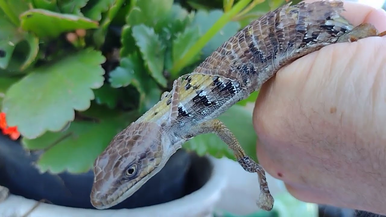 Helpful Lizard Advice-- HELP Helpful 🦎 Lizards Survive -A Great Benefit to Garden/Ranch/Farm/Nature