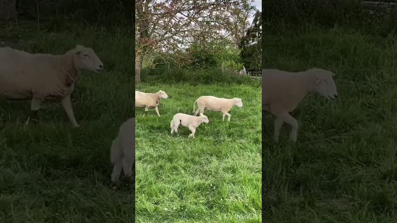 Kids Country - Easycare sheep