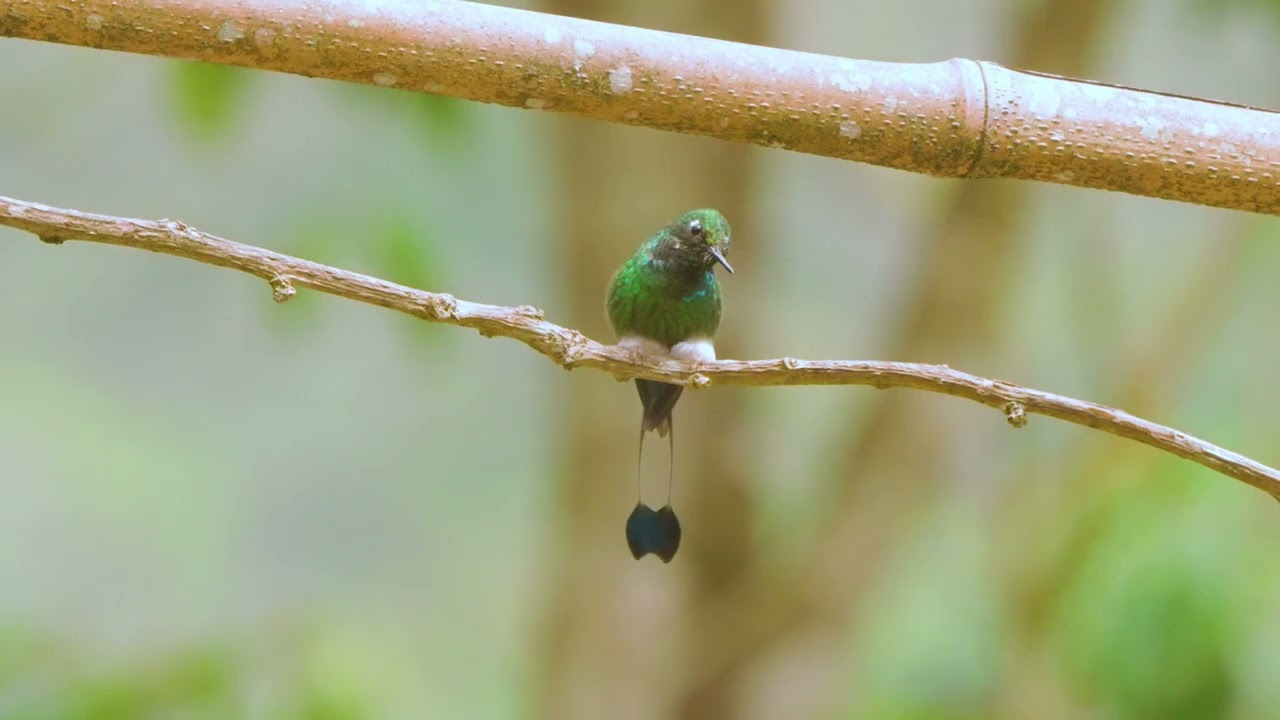 WBRT White-booted Racket-tail 241202 Alambi EC 2