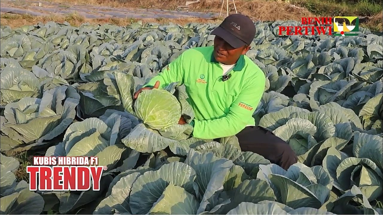 BENIH PERTIWI TV - Terkesan Hasil Pertama Kali Tanam Kubis Hibrida Trendy