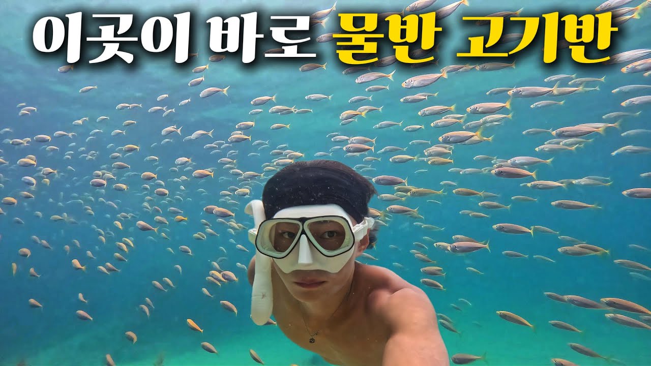 물고기가 보고 싶다고요? 물반 고기반 스노클링 포인트에 가보다 | 경상북도 울진