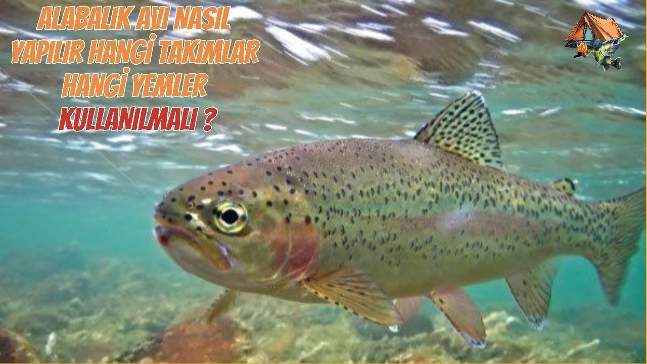 ALABALIK AVI NASIL YAPILIR YEM ,KANCA,ŞAMANDIRA TAKIM YAPIMI MERA ÖNERİSİ VE TÜM DETAYLAR BU VİDEODA