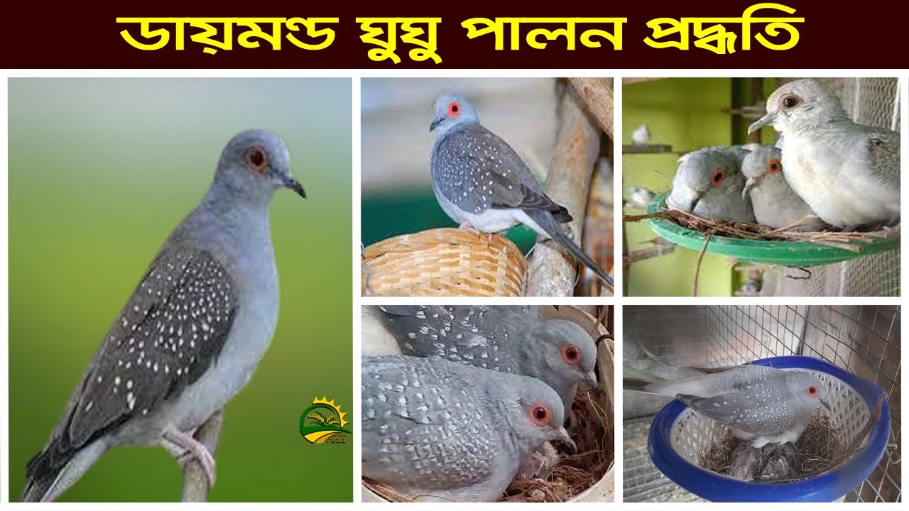 ডায়মন্ড ডাভ ঘুঘু পাখি পালন পদ্ধতি ও দাম  Diamond dove breeding tips