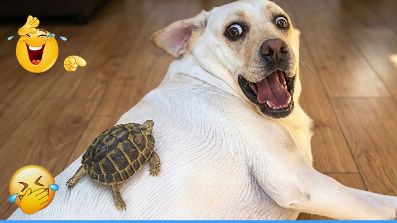 You Laugh You Lose 😹🐶 Dogs Protect Babies- Heartwarming Moments 🦴