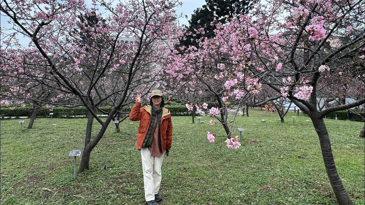 中央大學松櫻祭2026.2.8🌸#賞花 #中大 #中央大學 