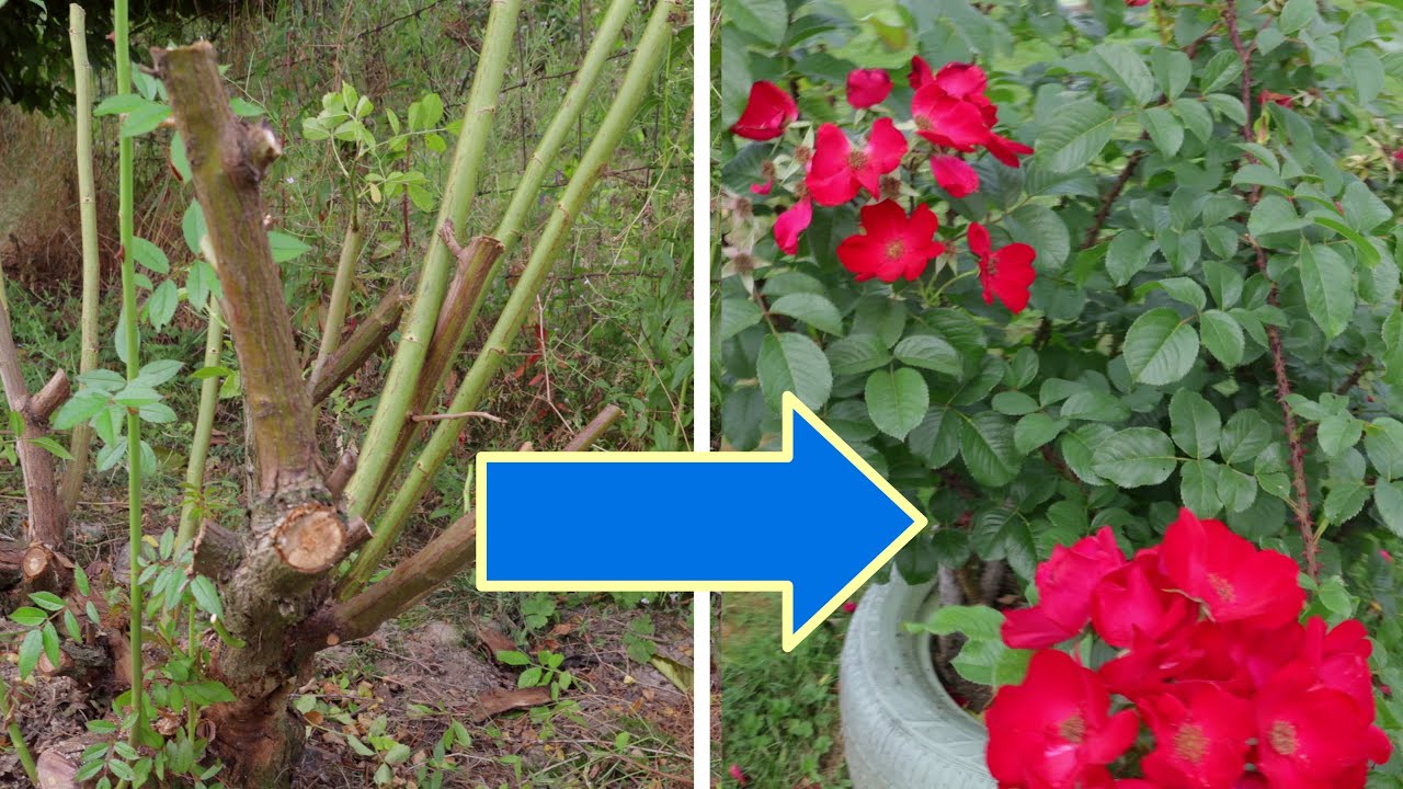Hard Summer Pruning Roses for Condition
