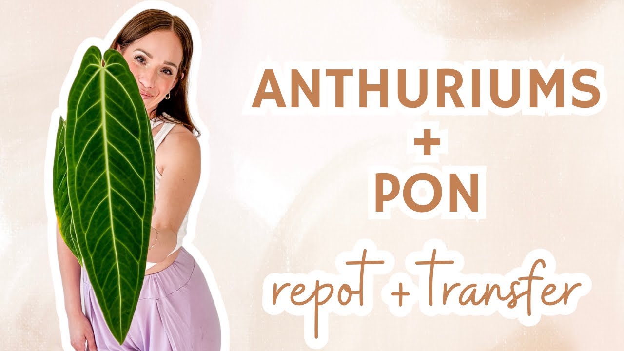pendant anthurium pon repot + transfer | Pallidiflorum + Warocqueanum👑