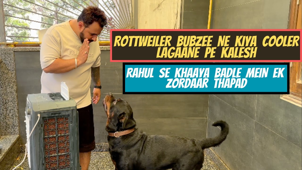 Rottweiler Bubzee Ne Fir Kiya Cooler Ko Dekh Ke Kalesh: Rahul Se Pada Bubzee Ko Zordaar Thapad