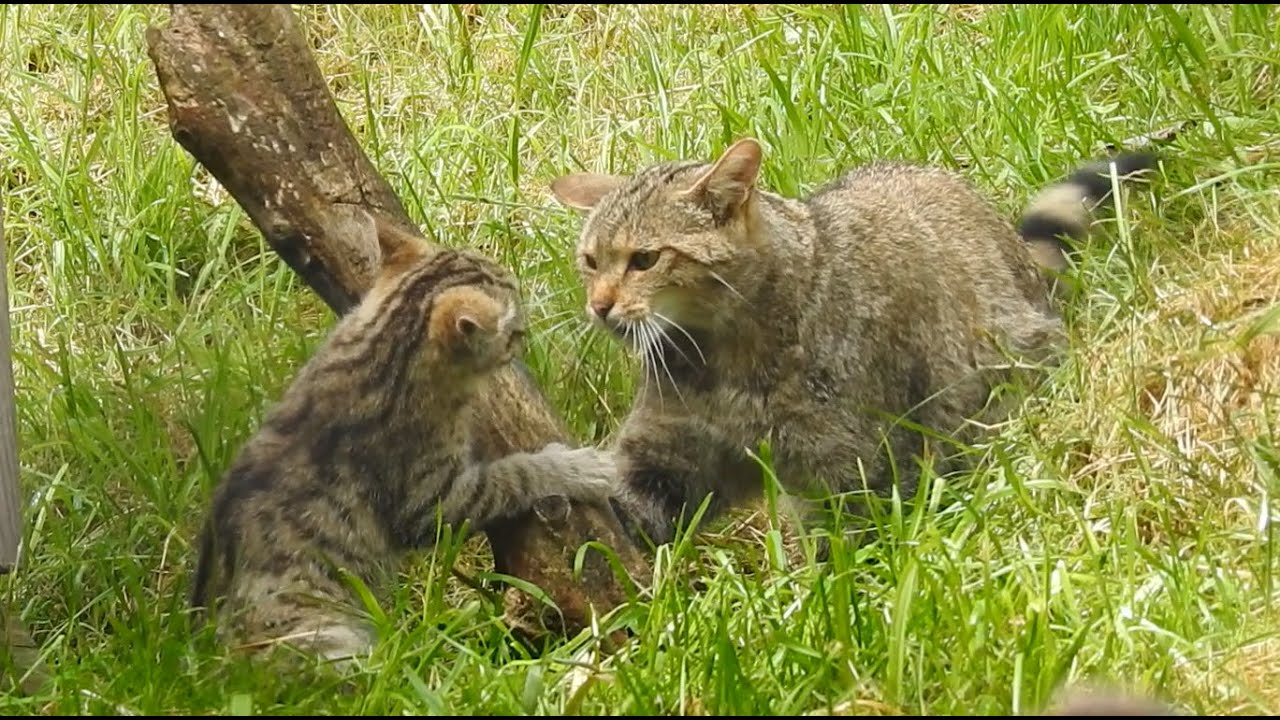 Wildkatzen 2 / Wildcat / Watch till the end!