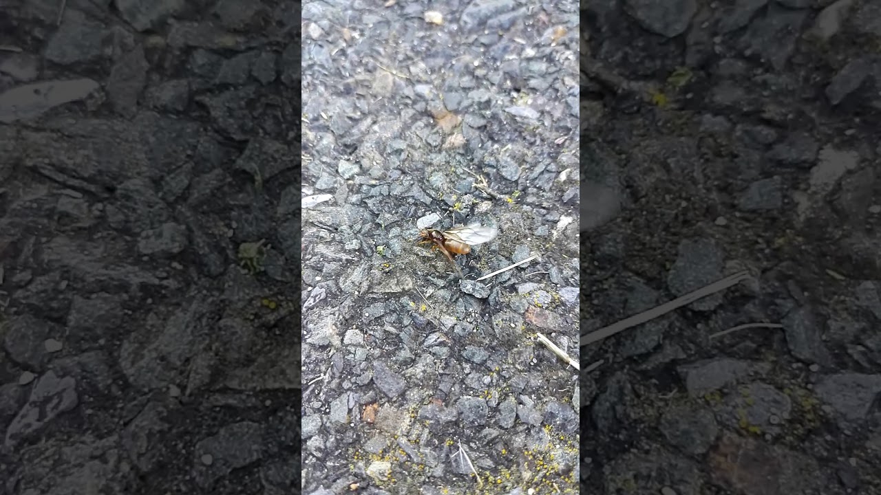 Reine Lasius sp. Jaune enlevant ses ailes !