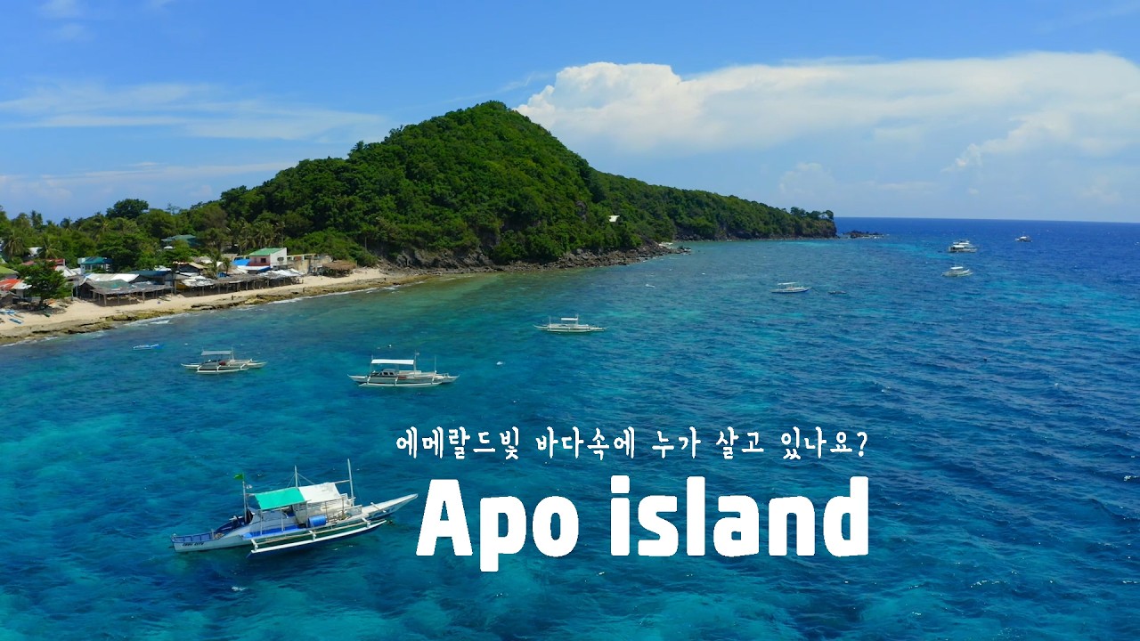 [두마게티 DAY 2] 400종의 산호+650종의 해양생물이 한 곳에! 송현C가 들려주는 아포섬 다이빙