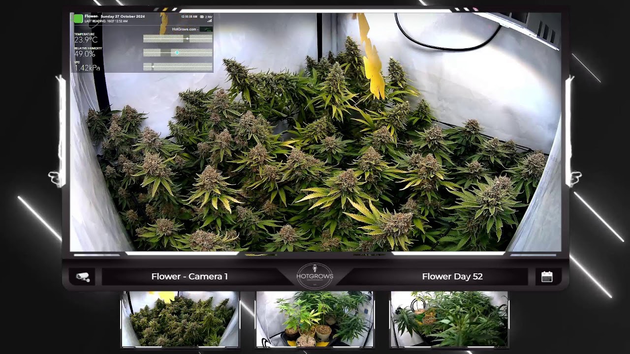🔴 From Seed to Bud: Join our Continuous Grow Show - Legal Live Cannabis Cultivation around the Cl&hellip;