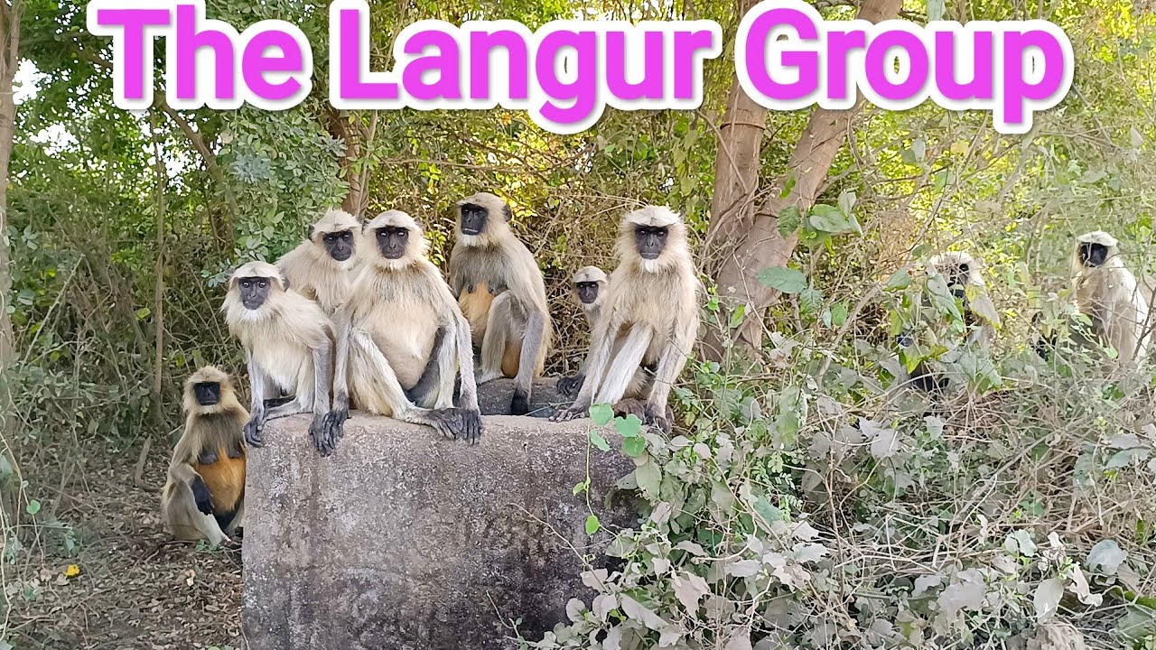 Hanuman Langur Gang 🐒 Incredible Wildlife
