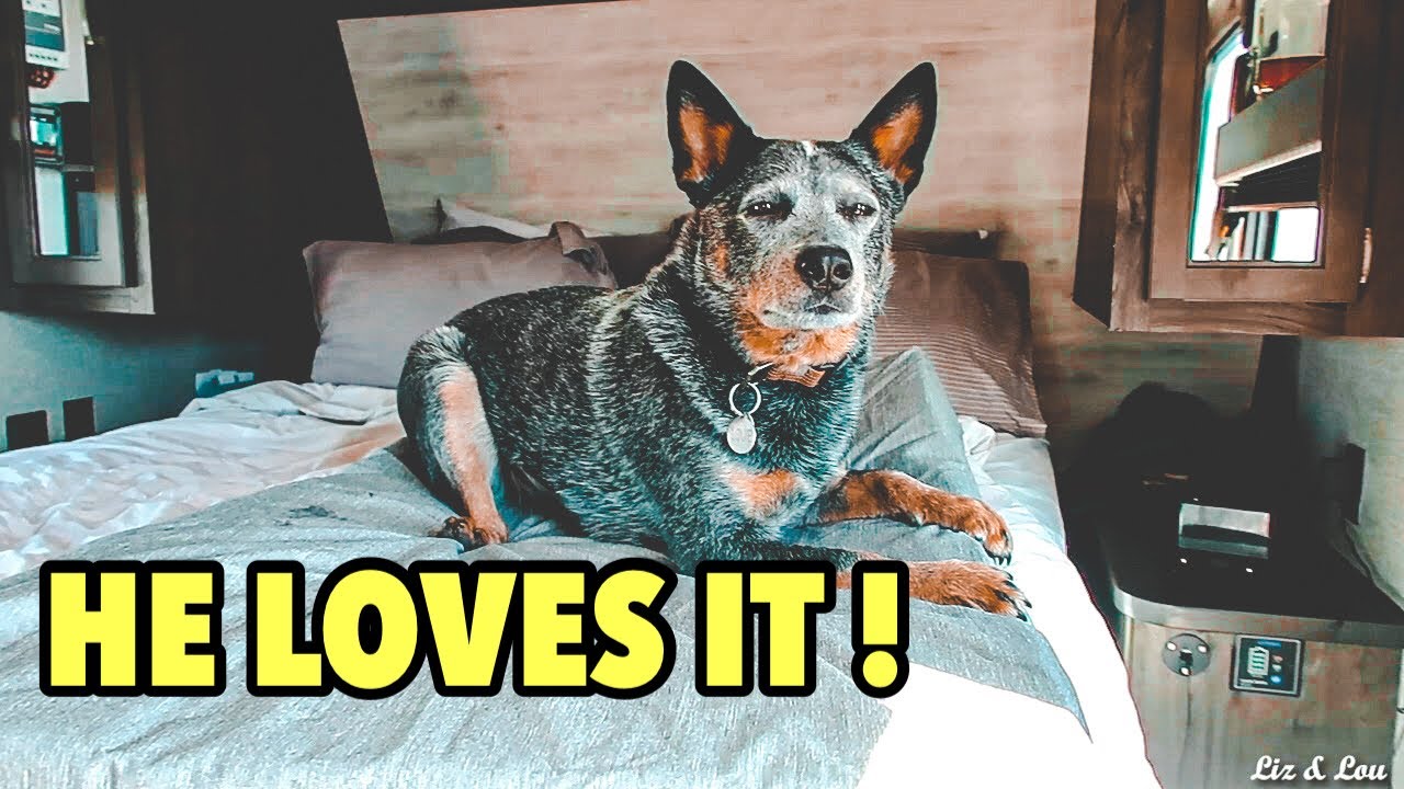 Lou The Blue Heeler Gets Another Bed | Memory Foam Dog Bed Review