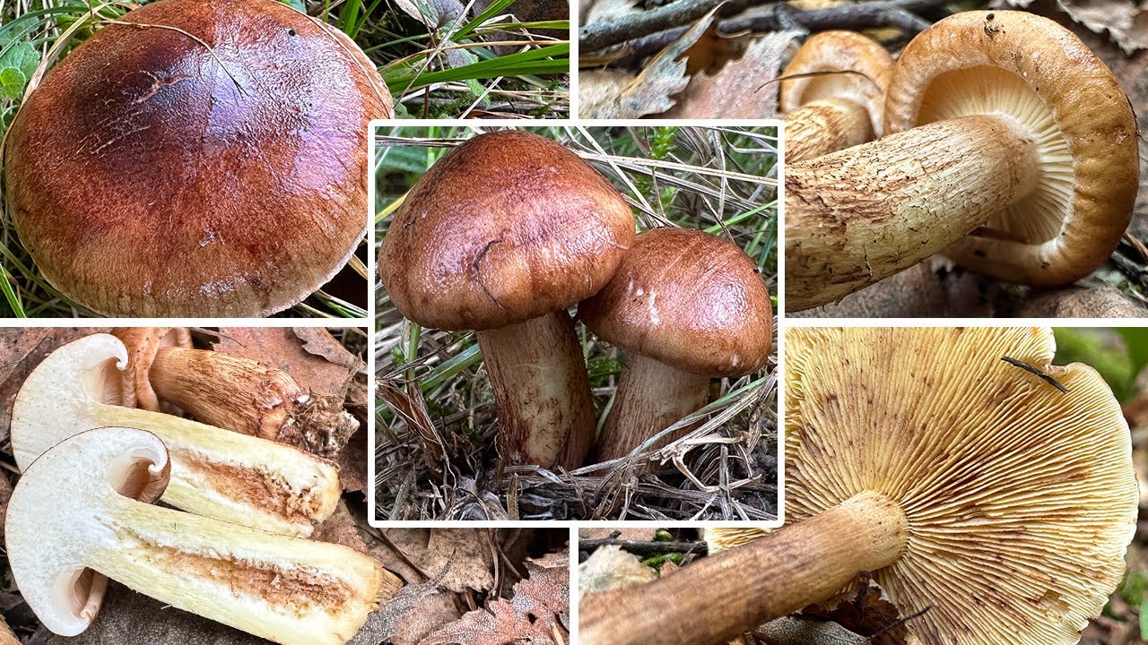 Birkenritterling essbar? Gelbbl&auml;ttriger Ritterling, Birkenritter, Birch Knight, Tricholoma fulvum