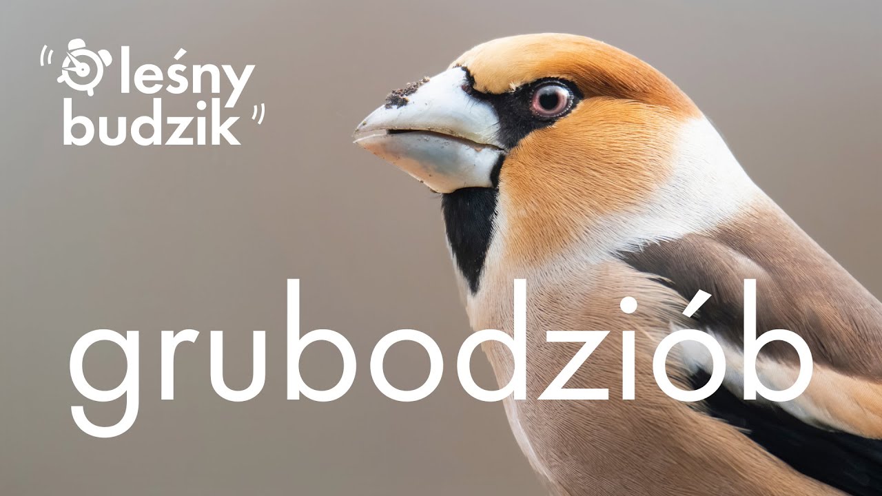 Leśny budzik - Grubodzi&oacute;b