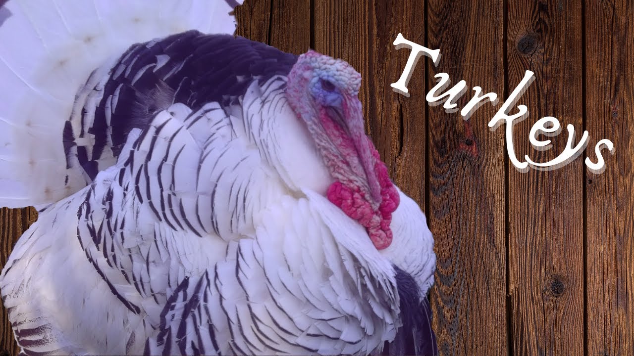 Explore Creation: Turkeys