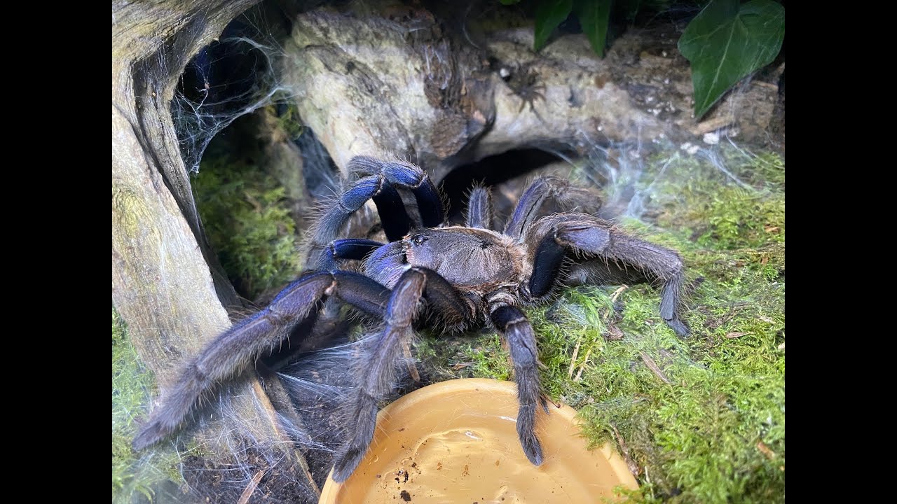 Pairing our Chilobrachys sp  dyscolus blue, The Vietnam Blue