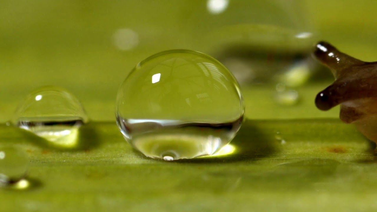 Slug shocked by water droplet