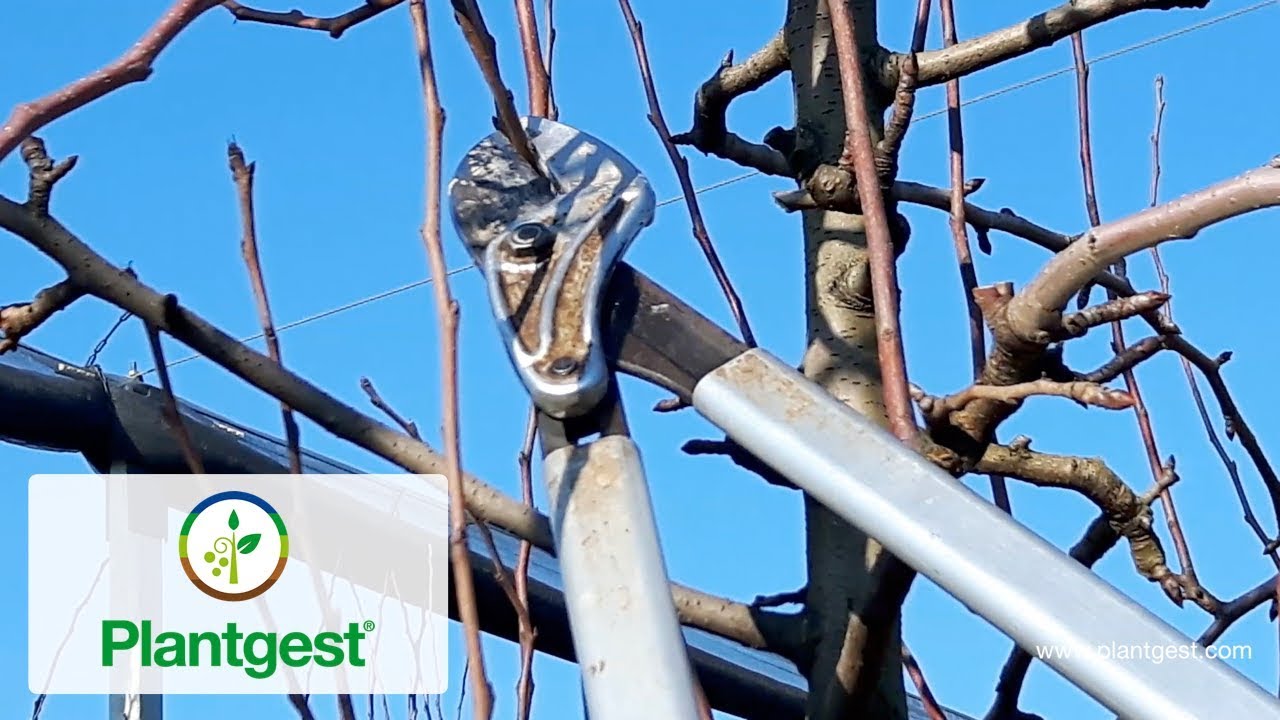 Potatura di Abate Fètel innestata su Portinnesto di Cotogno