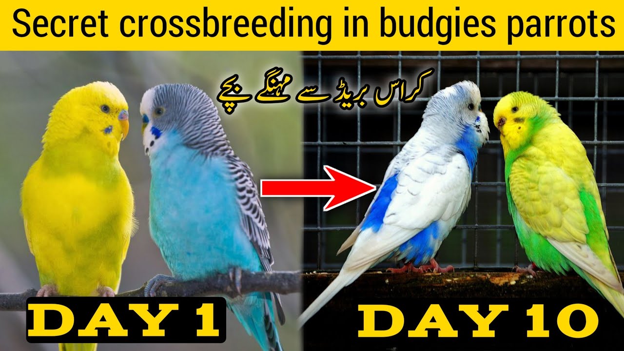 Secret Crossbreeding se Rare budgies banie | budgies parrots Crossbreeding | Mujeeb Birds breeding