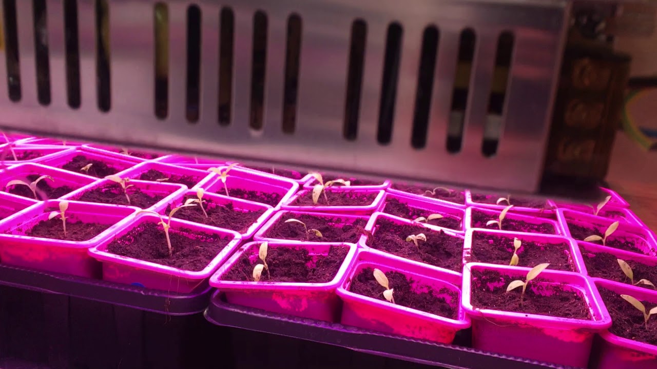 LED lights for plants