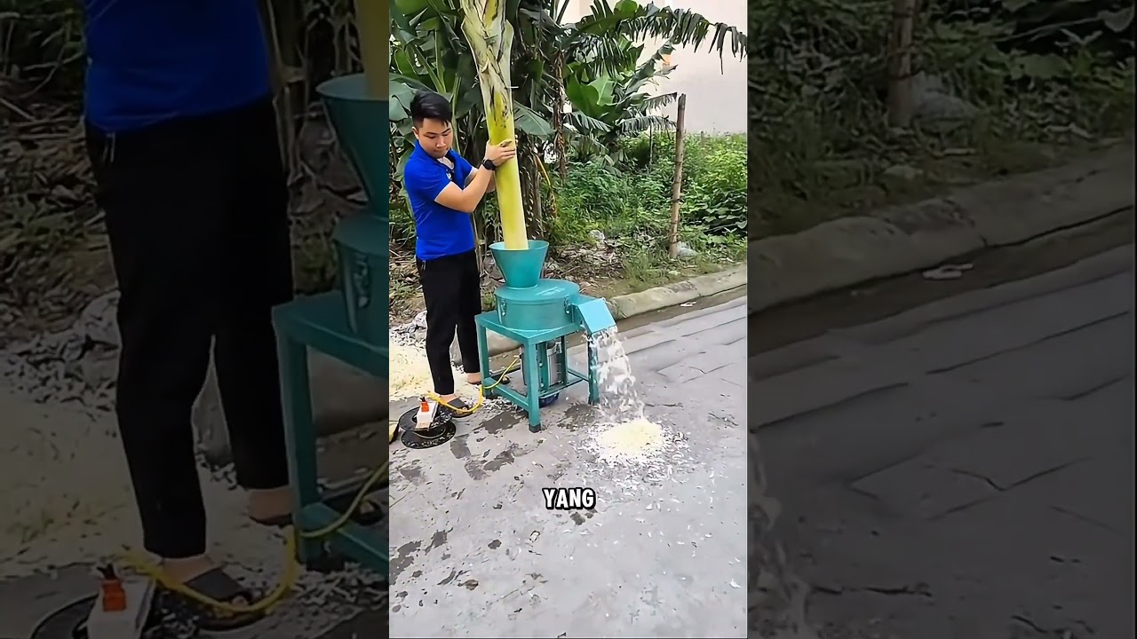 cara membuat pakan ternak organik #shorts