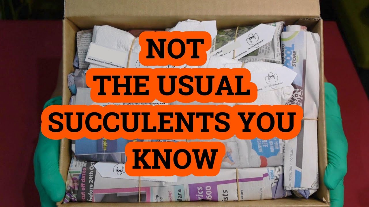 UNBOXING Rare & Unusual Succulents | PLANT HAUL From CACTUS ANONYMOUS