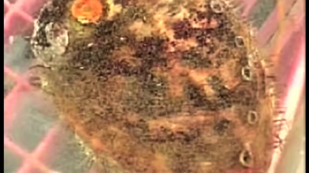 Kitsumkalum Fisheries Research - Abalone Video
